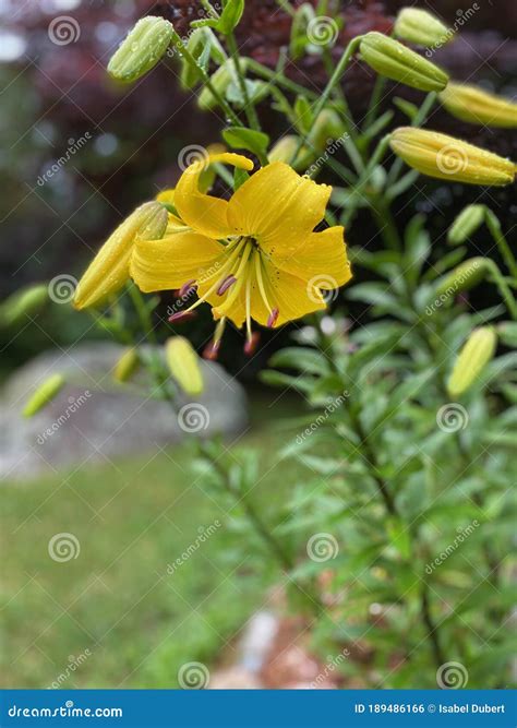 Yellow Asiatic Lilies in a Garden Stock Photo - Image of bouquet ...