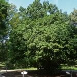 Camellia sinensis