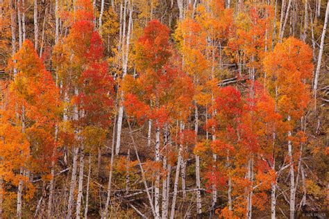 Colorado Fall Colors | Mountain Photography by Jack Brauer