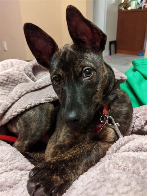 Philippines Aspin - Nailing his Blue Steel look : r/rarepuppers