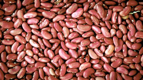 Light Red Kidney Beans | Western Harvest Bean
