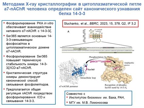 Научные достижения ИБХ РАН в 2023 году - Пресс-центр - ИБХ РАН