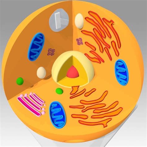 Animal Cell Model