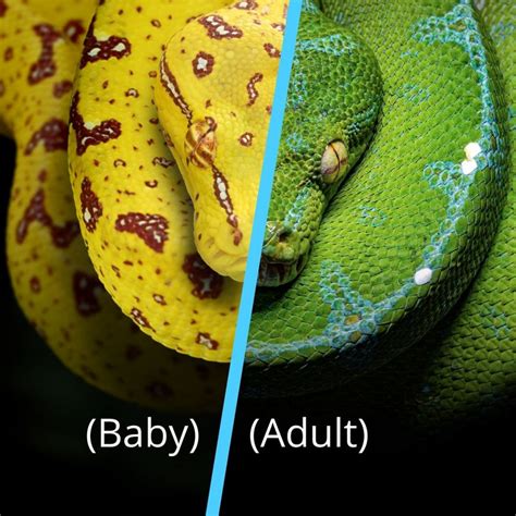 Image result for Manokwari Green Tree Python