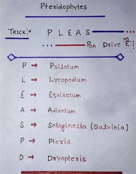Image result for Pteridophytes Reproduction