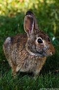 Image result for New England Cottontail Rabbit