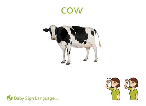 Cow Flash Card