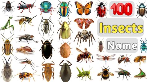 How Insects Fly 的图像结果