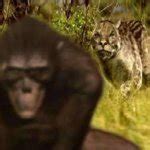 Image result for Australopithecus Meme