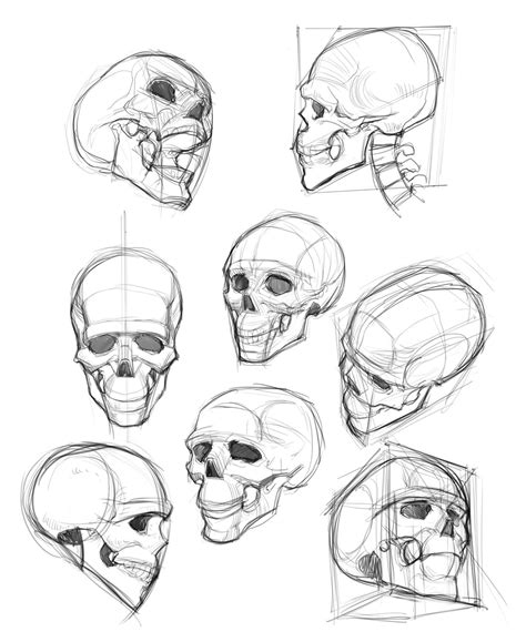 Skull For Drawing Reference - Drawing.rjuuc.edu.np