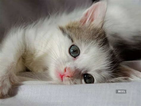 How to host guests who are allergic to your pets