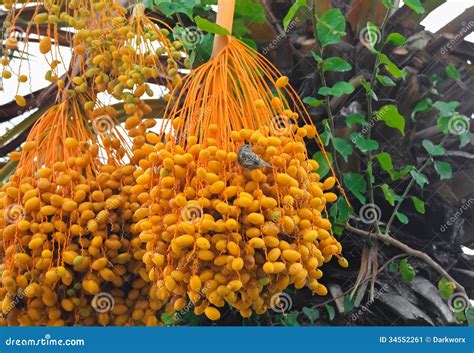Date palm tree with dates stock image. Image of outdoors - 34552261 - where do dates come from
