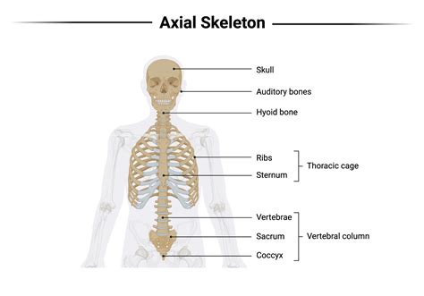 Axial Skeleton