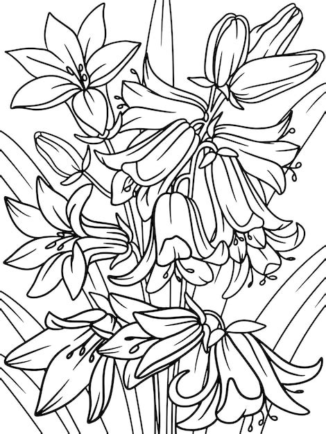 Campanula bluebell flower plant flower outline page outline of cartoon ...