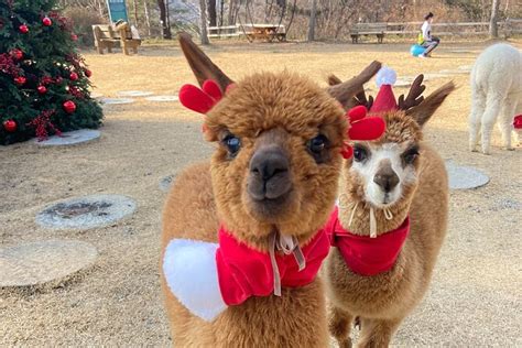 Alpaca World Tour with Nami Island & optional Railbike or Garden 2024 ...