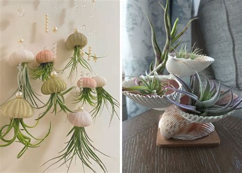 Air Plant Display Ideas 的图像结果