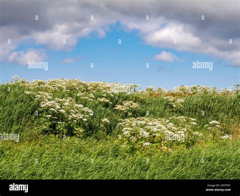 Giant hogweed, Heracleum mantegazzianum, is toxic and invasive, and a ...