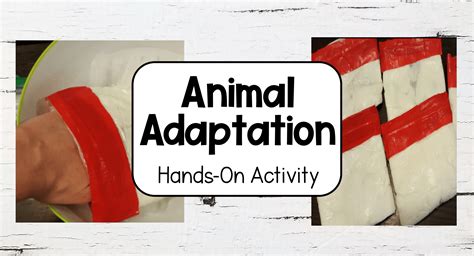 Animal Science Experiments 的图像结果