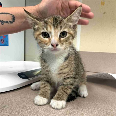 Lemonade 65029 – Humane Society of Wicomico County