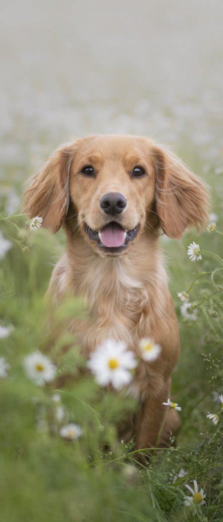 在草地上奔跑的狗狗图片_两只在草地上奔跑的狗狗素材_高清图片_摄影照片_寻图免费打包下载