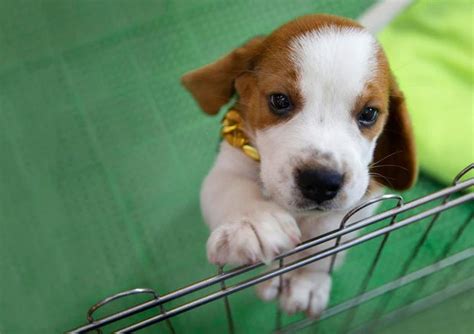 Picking the Right Crate for your Dog: 3 Things to Keep in Mind – Wagr ...