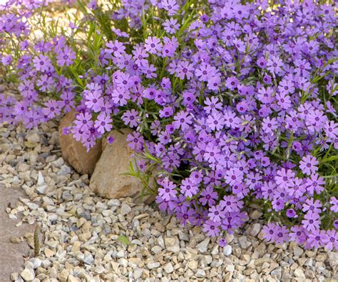 How to grow creeping phlox - for a resilient and…