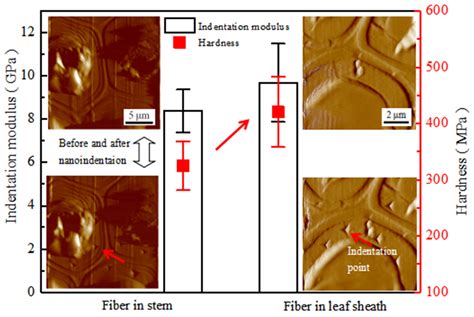 Anatomy of the Windmill Palm (Trachycarpus fortunei) and Its ...