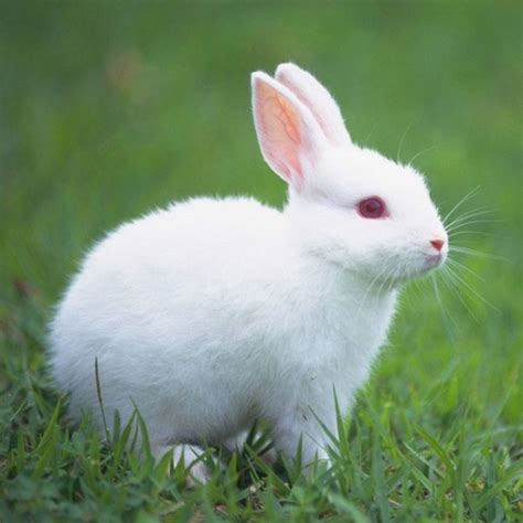 属兔生肖岁数年龄表 属兔2022年多大年龄 - 万年历