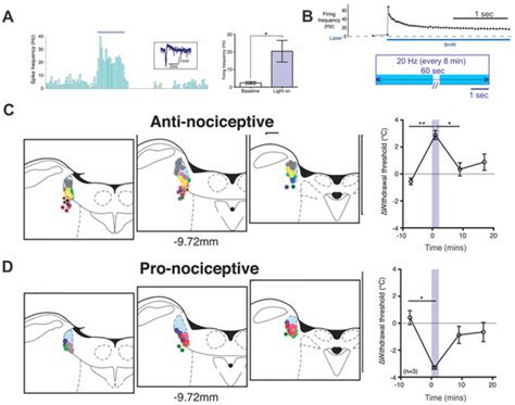 Locus Coeruleus Optogenetic Modulation: Lessons Learned from Temporal ...