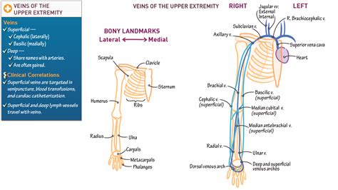 Gross Anatomy: Veins of the Upper Extremity | ditki medical ...