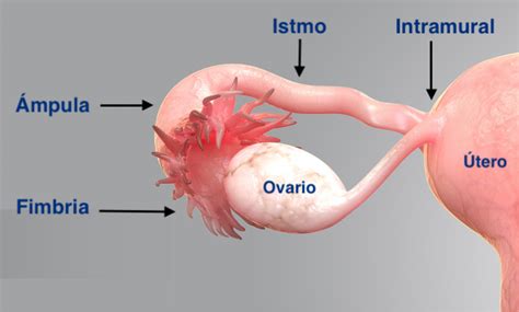 Tuba Uterina Origin at Robert Printz blog