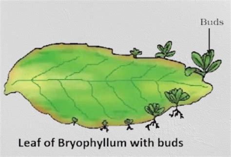 How do Organisms Reproduce Class 10 Notes | Reproduction class 10 notes ...