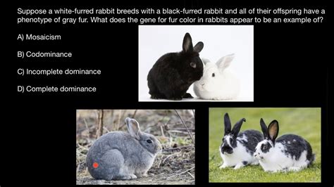 Image result for Codominance Examples Animals