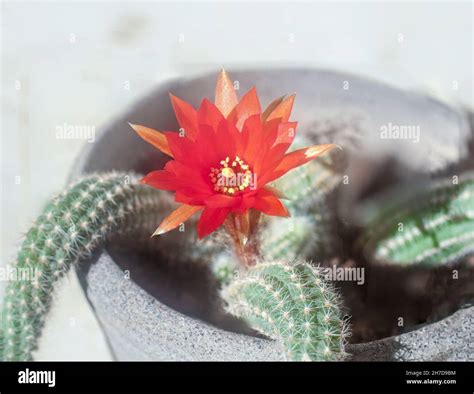 Blooming Peanut Cactus (Echinopsis chamaecereus) with red and orange ...