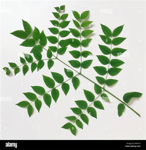 Branch of pinnate, compound leaves Stock Photo - Alamy