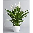 CAPPL Air Purifier Peace Lily Plant Spathiphyllum Air Purifying Live ...