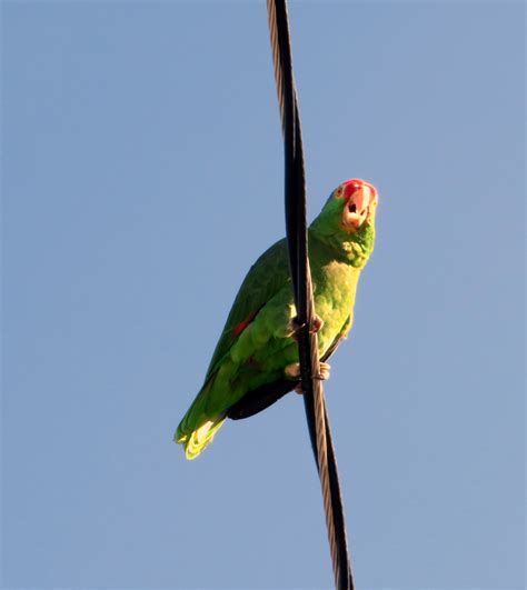 Wild Green Parrots