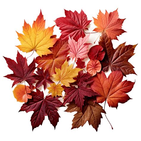 Autumn Maple Leaf Collection, Maple Leaf Assortment, Fall Leaf Bundle ...