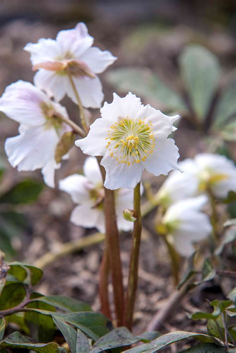 Hellebore: Plant Care & Growing Guide