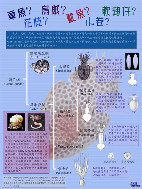 如何區分透抽、花枝、魷魚、小卷、中卷、烏賊、軟絲、章魚 (第2頁) - Mobile01