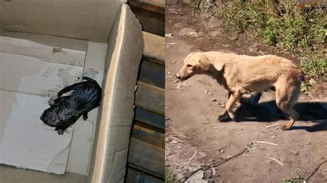 DRM Bhopal leads 6-hr rescue op to save stray dog and her newborn ...