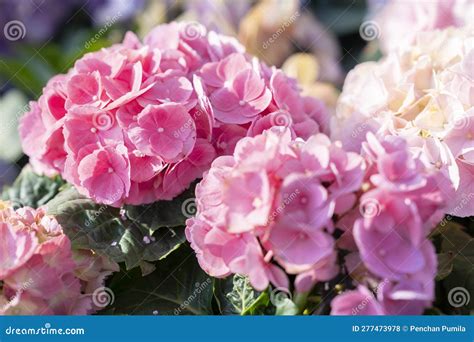 Bush of Pink Bigleaf Hydrangea (Hydrangea Macrophylla) Flowers Stock ...