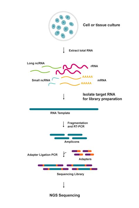 Image result for Transcriptase Inverse Function