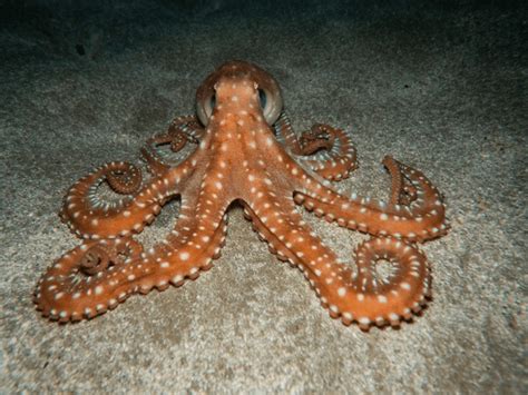 Image result for FrameLayout Android Studio