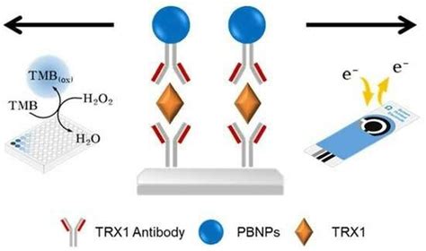 Colorimetric and Electrochemical Dual-Mode Detection of Thioredoxin 1 ...