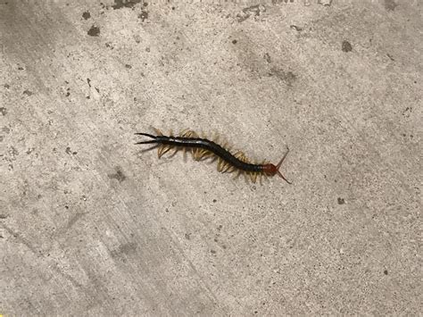 [Austin, TX] Wanted to share - Giant Redheaded Centipede : r/whatsthisbug