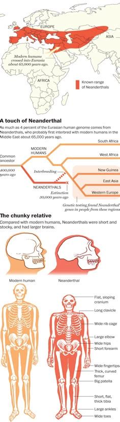 Human Backbone Evolution Chart 的图像结果