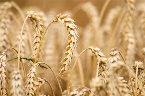 2022十大高产小麦品种-百度经验