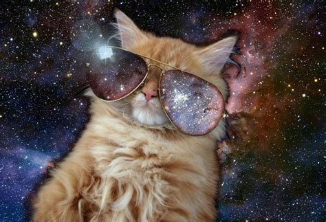 Download A Cat Wearing Sunglasses In Space Wallpaper | Wallpapers.com