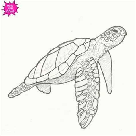 20+ Easy Sea Turtle Drawing Ideas Step by Step